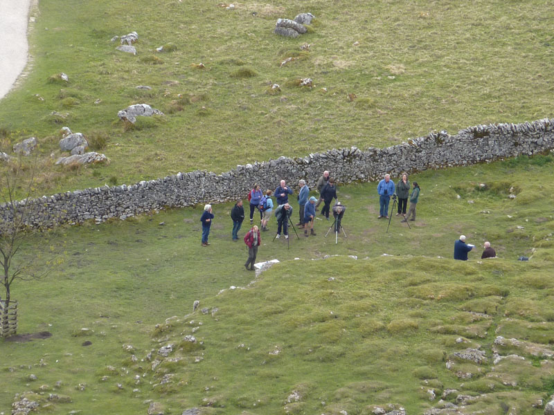 Falcon Watchers